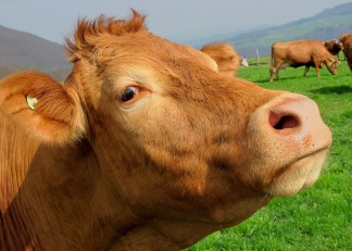 brown-cow-mammal-animal-63246