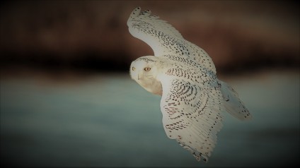 Owl National Audubon Society